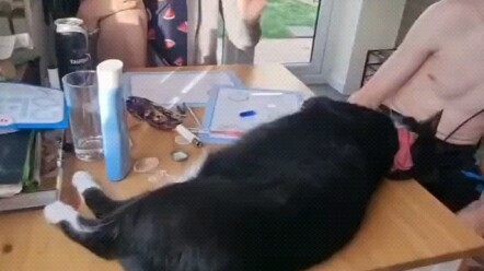 Cách chơi mới với mèo