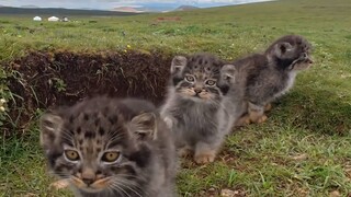 青海高原上，新生的兔狲宝宝们正勇敢出窝探索中