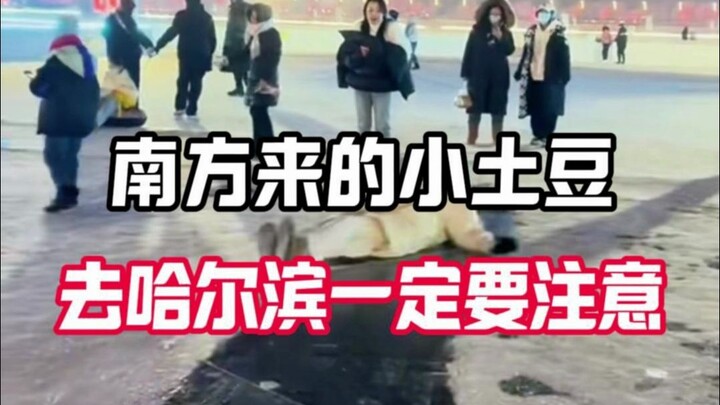 มันฝรั่งตัวเล็กจากภาคใต้ ไปฮาร์บินต้องระวังให้ดีนะ!