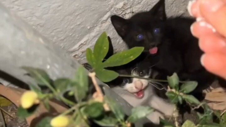 Kucing kecil hanya butuh 0,0001 detik untuk menebak bahwa manusia berniat mencelakainya 💀