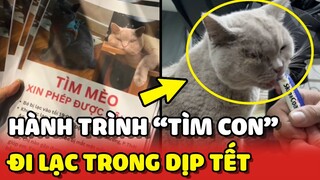 Hành trình TÌM CON của cô gái bị LẠC MẤT MÈO trong dịp Tết | Yêu Lu