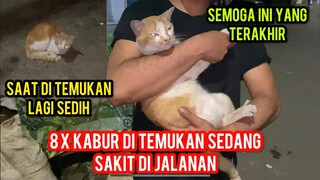 Astagfirullah Kucing Ini Kabur Sudah 8 X Di Temukan Sedang Sakit Di Jalanan..!