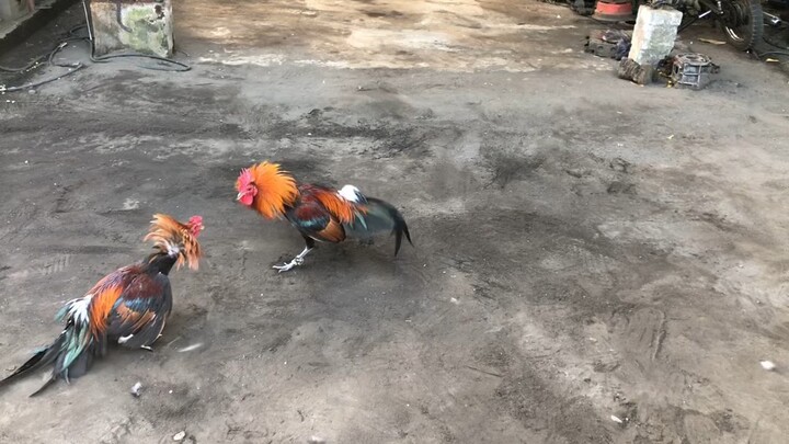 JB Gilmore vs Sweater 12/23/2025 spar