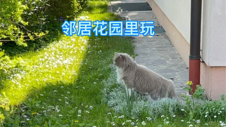 My cat is out playing 18 hours a day and I suspect I am doing my neighbors a favor by keeping cats..