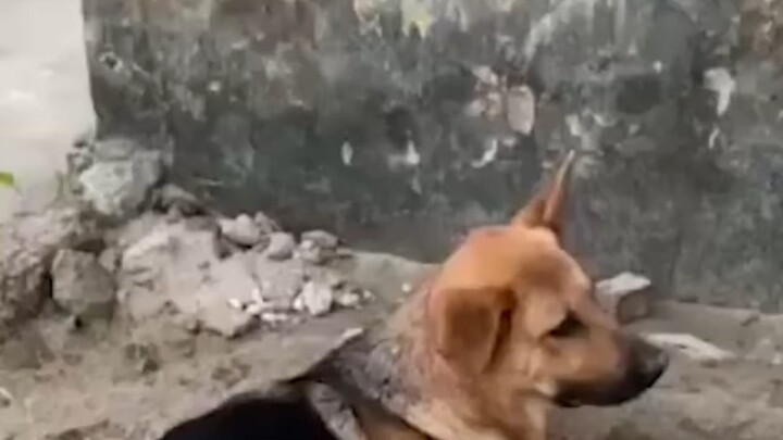 Người ta cầu xin về luôn rồi 😂