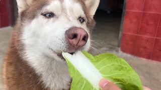 Husky tidak suka makan sayur, tapi setelah menggosokkannya ke daging, ia akan langsung suka memakann