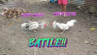Leapy White VS White Hatch   SPAR!!   JRP Gameyard