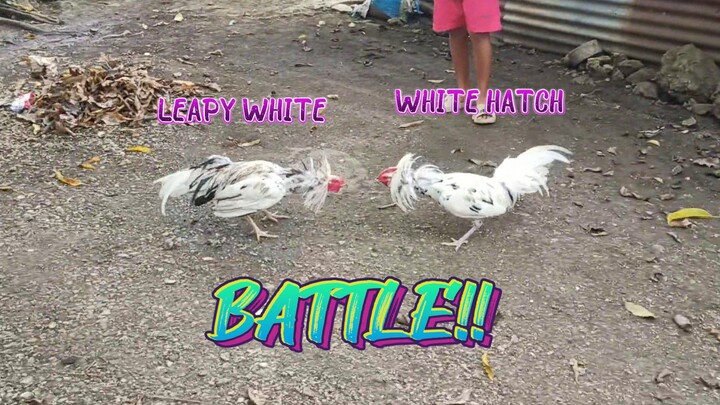 Leapy White VS White Hatch   SPAR!!   JRP Gameyard