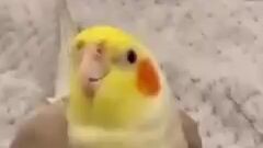 #Animalviral videos#funny animals #viral This bird got talent😂