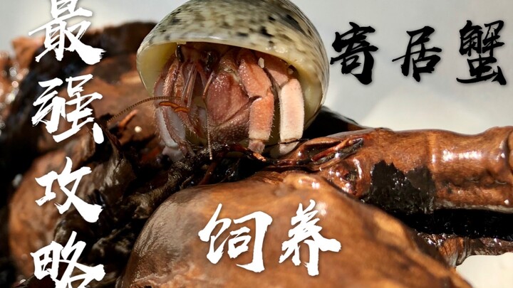 【Cẩm nang nuôi cua ẩn sĩ cực đỉnh】Từ lúc mới bắt đầu đến khi tiễn biệt chú cua ẩn sĩ