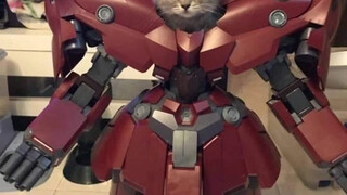 Cat Star Neo Zeong Model