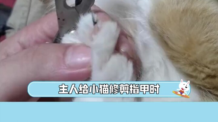 Anjing: Saat ini aku benar-benar ingin bicara