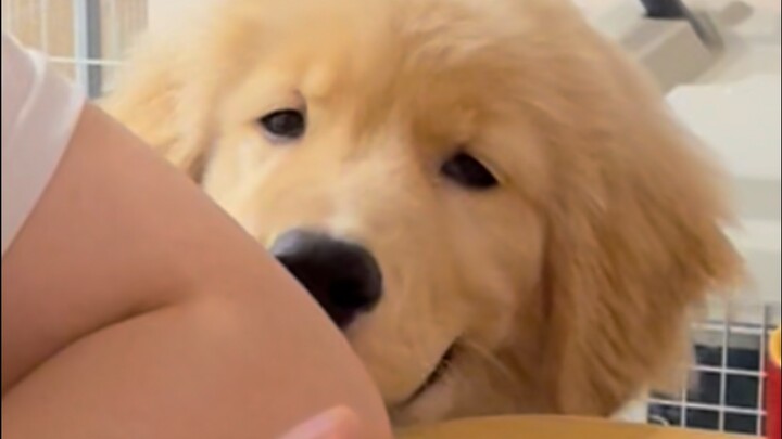 This pup’s about to go wild and show off your food!