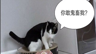 【花花与三猫】中分：谁敢鬼畜我？