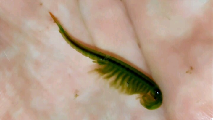 Anggota tubuh berbentuk dayung yang mungil menyusuri jutaan tahun, hingga akhirnya terasa di telapak