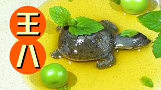 Chú rùa nhỏ chết khi còn nhỏ và được chôn cất theo nghi lễ truyền thống.