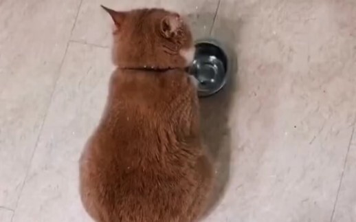 Fat Orange: I haven’t eaten in a minute—hurry up, hurry up…!