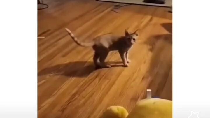 This Cat is so Cute