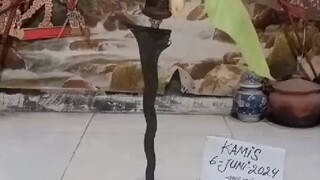 pusaka berdiri