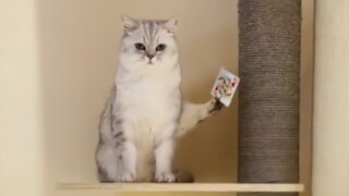 Cat: If I don’t show you a few tricks, do you really think I can only go “meow meow meow”?