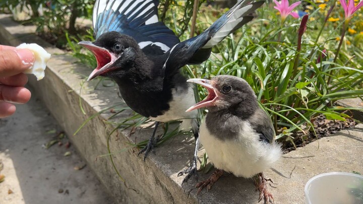 Menyelamatkan anak burung di atap rumah, tak jauh darinya seekor kucing sedang memperhatikannya
