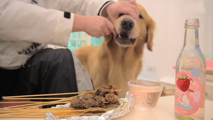 [Animals]A Golden Retriever filming soda advertisement 