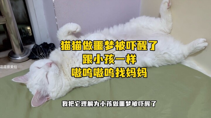 Mèo mèo trông như thế nào khi gặp ác mộng