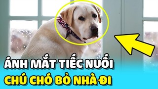 💥Chú chó NHÌN CHỦ LẦN CUỐI trước khi rời khỏi nhà gây XÚC ĐỘNG | TIN GIẢI TRÍ