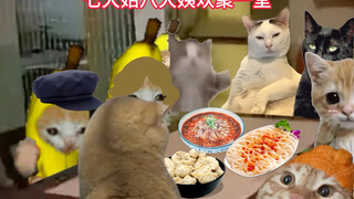 Sự khác biệt giữa Tết thời thơ ấu và Tết hiện tại của các bé mèo