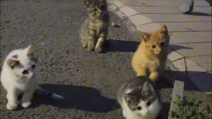 Jangan sedih lagi, ayo lihat kucing kecil!