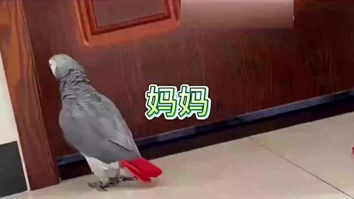 Dễ thương hết nấc! Chú vẹt con giọng non nớt gọi mẹ, ai nghe mà chẳng xao xuyến?