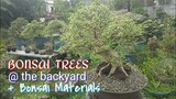 BONSAI TREES @ THE BACKYARD + BONSAI MATERIALS | Tenrou21