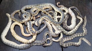 Chiều Nhậu ''Lai Rai'' Đẻn Biển xào Cà Ri Nước Dừa | Ngư Dân Miền Tây