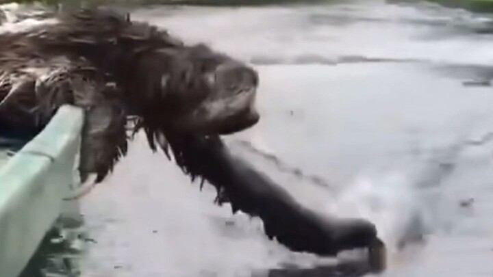 Sloth: This—life—was—worth—it all