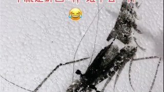 الجمبري لتشي باي شي