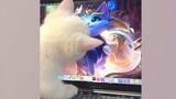 [Satwa] Kumpulan Video Kucing Lucu