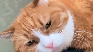 小咪闹情绪不理姜阿姨？