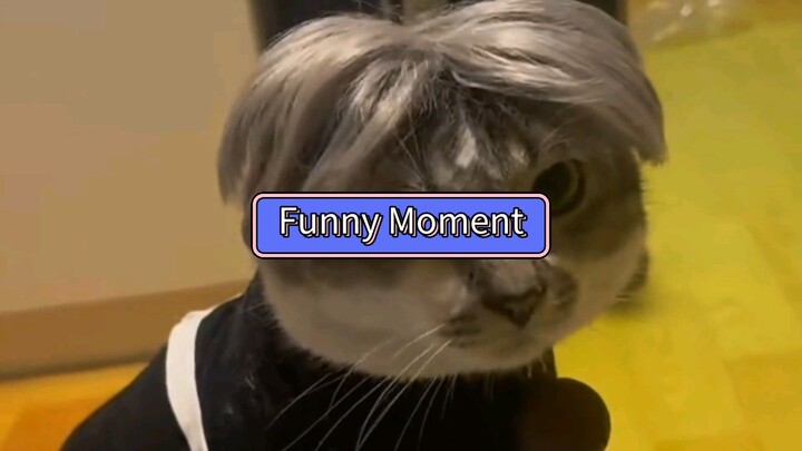Funny Cat Moments... 🐱