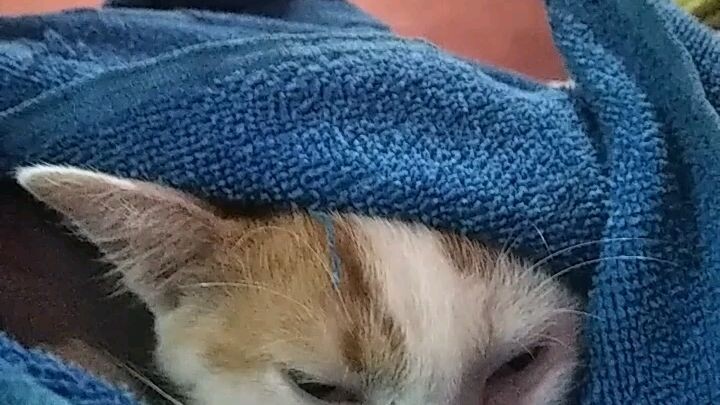 Kucing tidur