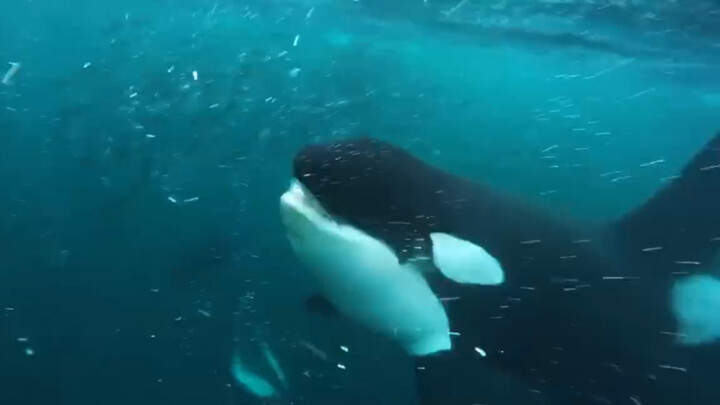 Menyedot ikan paus dari jarak sangat dekat! Paus orca makan dari awal sampai akhir sambil mengeluark