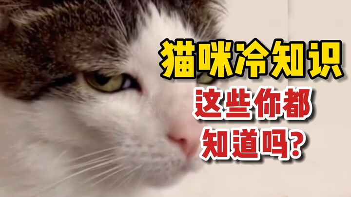 What other little-known facts about cats do you know?