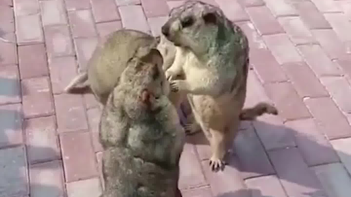 Master, attack his lower body!