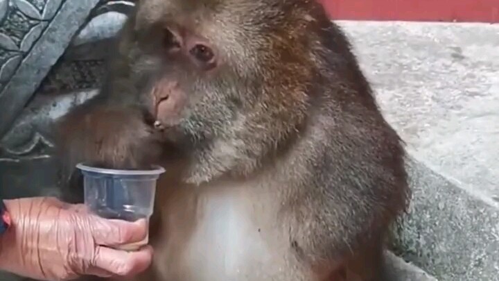 This is the most zen monkey I've ever seen—it's so adorable!!