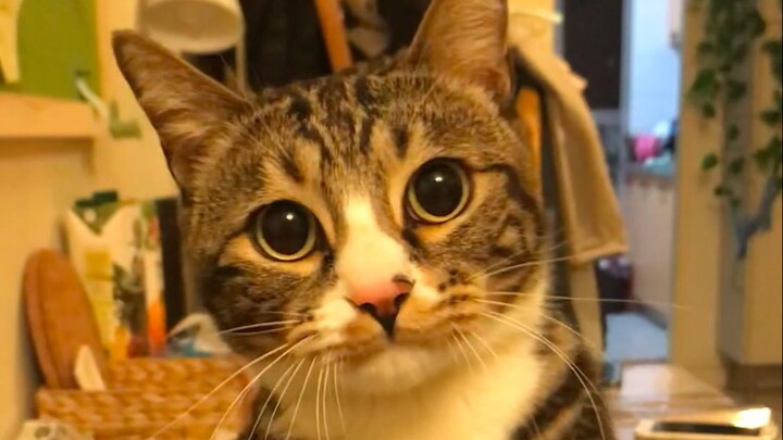 Report: There's a little kitten being stubborn and biting!