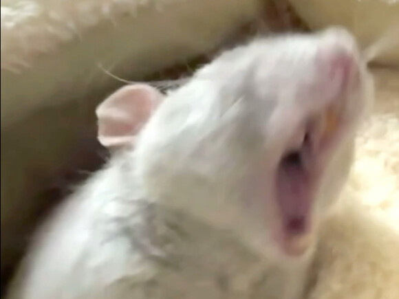 The Mouse’s Lonely Rock ’n’ Roll
