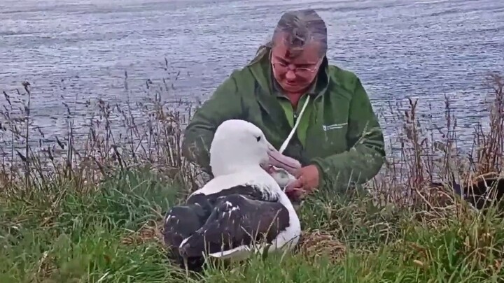 [Royal Albatross] Here you are—take your time, we’ll check everything carefully~ (New Zealand Depart