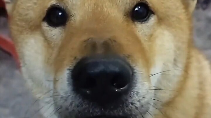 Sebenarnya anak anjing itu sangat mudah untuk dibujuk