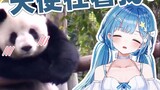 Japanese Loli Angel was cute when she saw the giant panda’s confusing behavior.