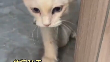 การช่วยเหลือแมวจรจัด