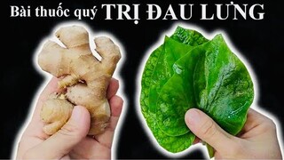 Bài thuốc quý trị ĐAU LƯNG, SƯNG ĐAU KHƠP GỐI, VIÊM KHỚP DẠNG THẤP, THOÁI HÓA KHỚP